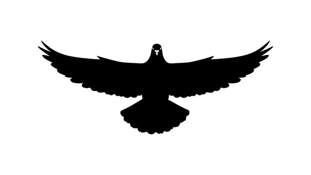 Silhouette of a Pigeon in Flight