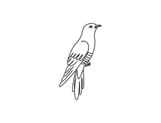Fototapeta premium Cuckoo Bird Line Art