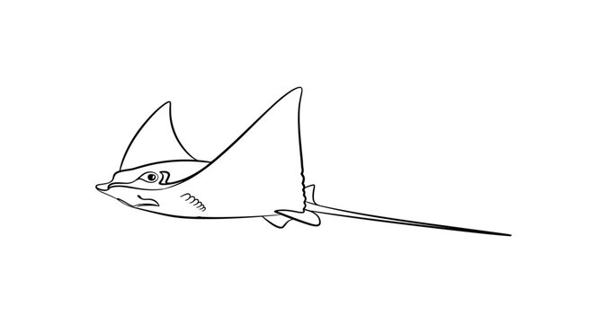 Stingray Line Art
