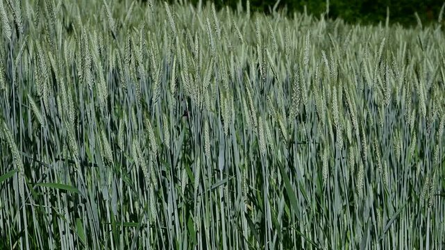 Wheat field and wind in the Pilat Regional Natural Park, Loire, Veranne commune, May 28, 2026.