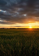 Obraz premium Golden hour light dramatically paints the vast sky above an expansive, tranquil rural field at the end of a summer day, colorful, rural, horizon