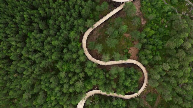 Aerial top view of curved Hamaren Treetop Walk boardwalk in Fyresdal, Norway. Modern architecture design blending with green pine trees in summer landscape. Beautiful nature concept in 4K