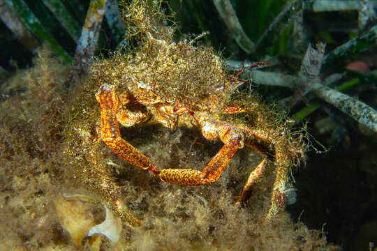 Mediterranean Spiny Crab &ndash; Maja crispata Camouflaged on Algae‑Covered Seafloor