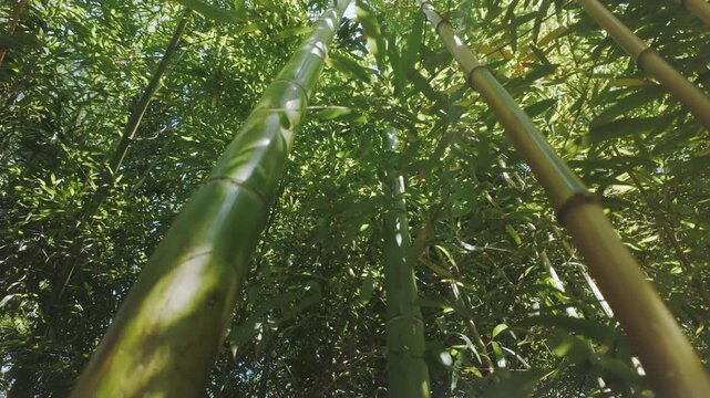 Camera moves upward along bamboo trunks of bamboos in dense thickets in sunny day, in backlight by the sun 