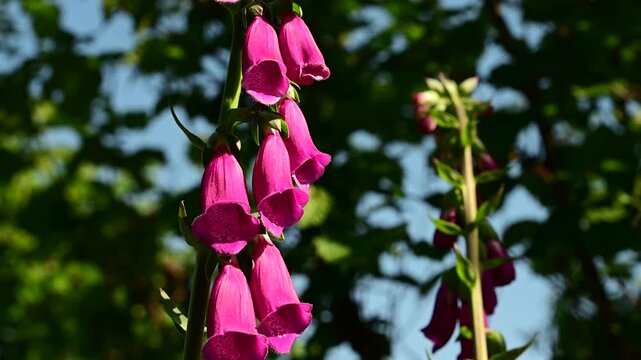Purple foxglove plant in the Pilat Regional Natural Park, Loire, commune of Veranne on May 28, 2026.