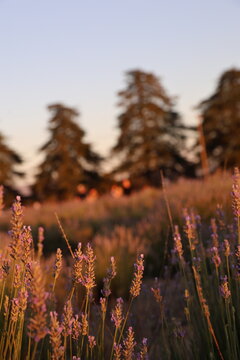 sunset lavender fields
