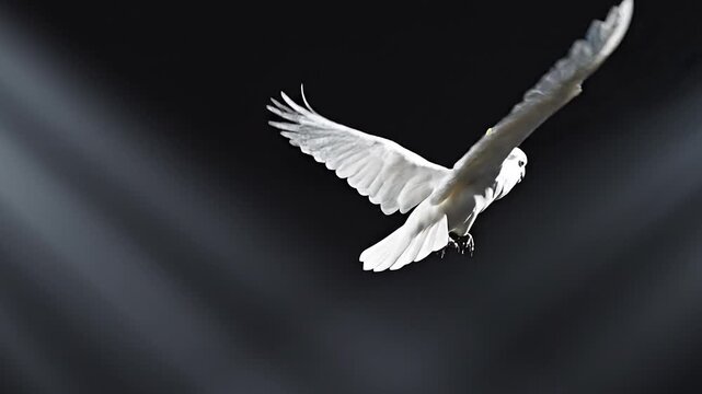 Tracking shot of white cockatoo flying with flapping wings across dark studio background under spotlight