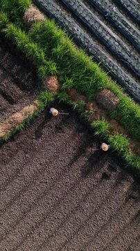 Aerial view fieldworkers sowing furrows with coordinated steps, long shadows cast across tilled soil, plasticcovered beds flank green hedges, gentle morning light,Bali island,Indonesia,vertical video
