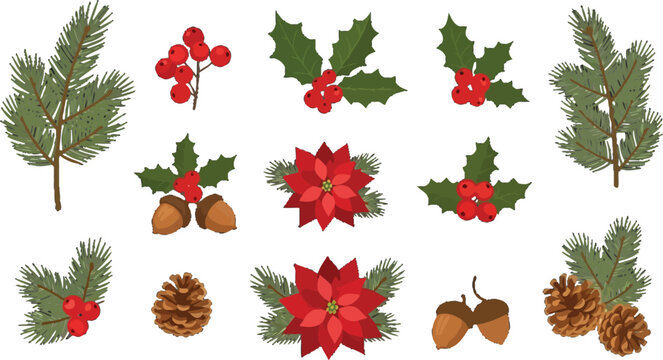 Christmas botanical elements set with pine branches holly berries poinsettia flowers and pinecones in vector illustration