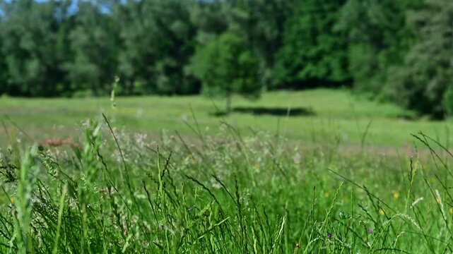 Farmland and wind in the Pilat Regional Natural Park, Loire, Veranne commune, May 28, 2026.
