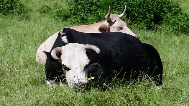Dairy cow in a field in the Pilat Regional Natural Park, Loire, commune of Veranne on May 28, 2026.