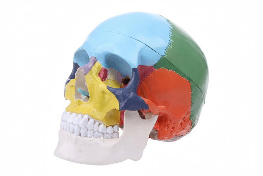 Multicolored Anatomical Human Skull Model for Medical Education