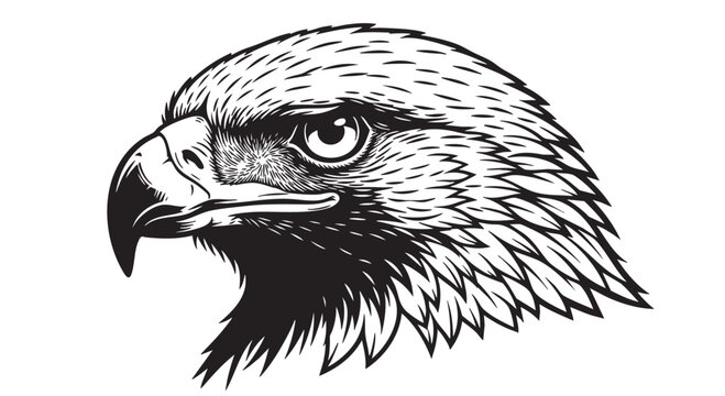 Eagle head, black and white illustration, bird of prey, wildlife vector, animal portrait