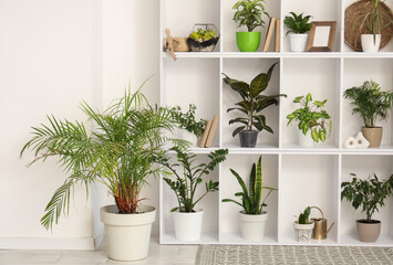 Fototapeta premium Shelving unit with different houseplants near white wall in room, closeup