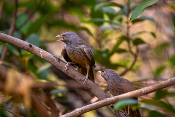 Fototapeta premium Babbler bird perched on a tree branch in a natural forest setting with soft brown feathers and expressive eyes.