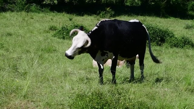 Dairy cow in a field in the Pilat Regional Natural Park, Loire, commune of Veranne on May 28, 2026.