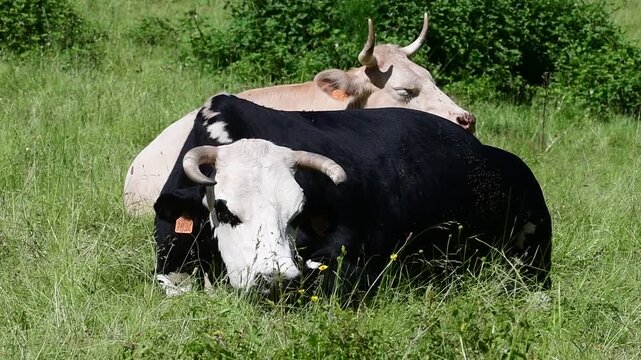 Dairy cow in a field in the Pilat Regional Natural Park, Loire, commune of Veranne on May 28, 2026.