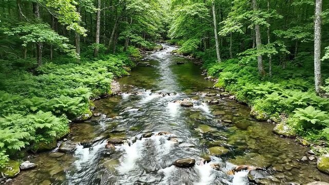 Aerial tracking shot of river flowing through dense green forest with ferns lining rocky banks