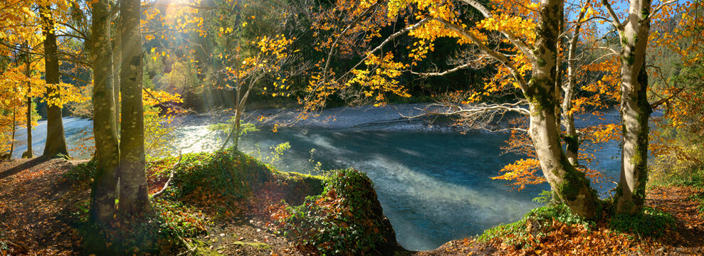 Idyllic sunny riverbank in autumn. A panoramic landscape with yellow tree branches hanging over a river in the sunshine and framing the teal water