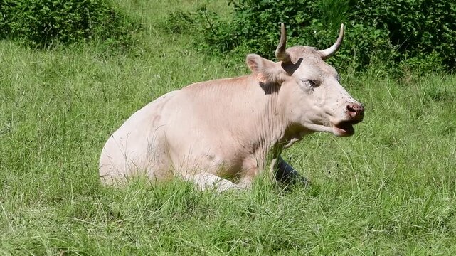 Dairy cow in a field in the Pilat Regional Natural Park, Loire, commune of Veranne on May 28, 2026.