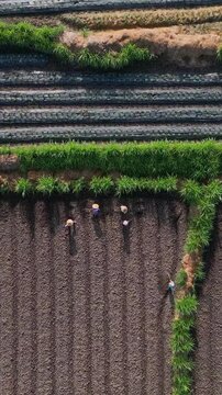 Aerial view fieldworkers sowing furrows with coordinated steps, long shadows cast across tilled soil, plasticcovered beds flank green hedges, gentle morning light,Bali island,Indonesia,vertical video