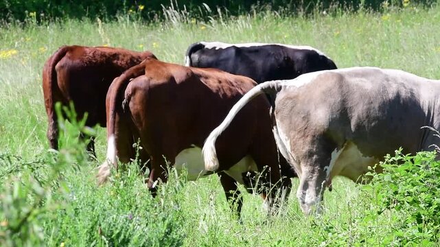 Dairy cow in a field in the Pilat Regional Natural Park, Loire, commune of Veranne on May 28, 2026.