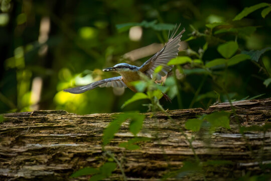 Wildlifeaufnahme eines fliegenden Kleibers, im Wald.