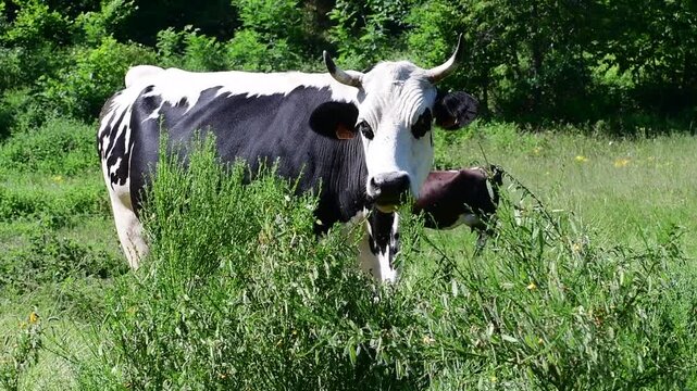 Dairy cow in a field in the Pilat Regional Natural Park, Loire, commune of Veranne on May 28, 2026.