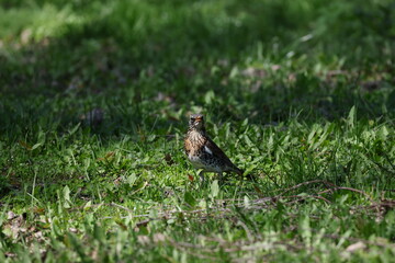 Obraz premium Curious fieldfare surrounded by lush green meadow during bright spring day, Turdus pilaris
