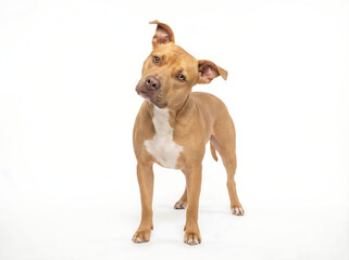 Fototapeta premium Tan American Pit Bull Terrier Dog Standing With Head Tilted