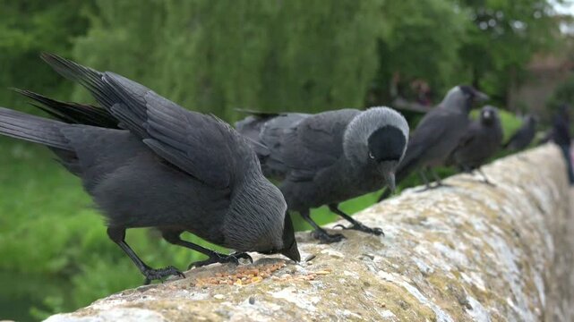 Jackdaws (Corvus monedula) fighting over seeds left on a wall. May, Kent, UK [Slow motion x4]