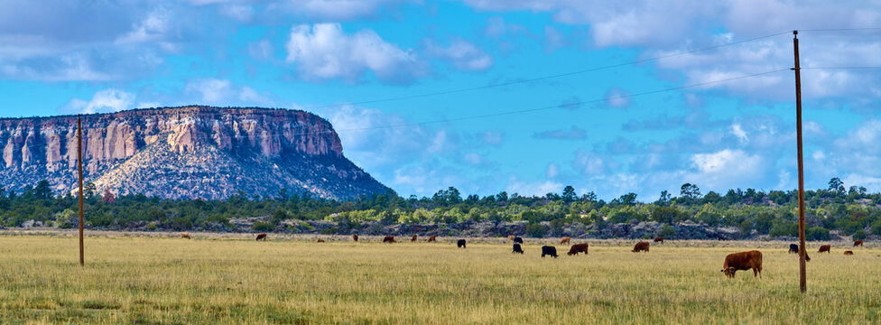 Cows grazing near El Mapais National Monument New Mexico.