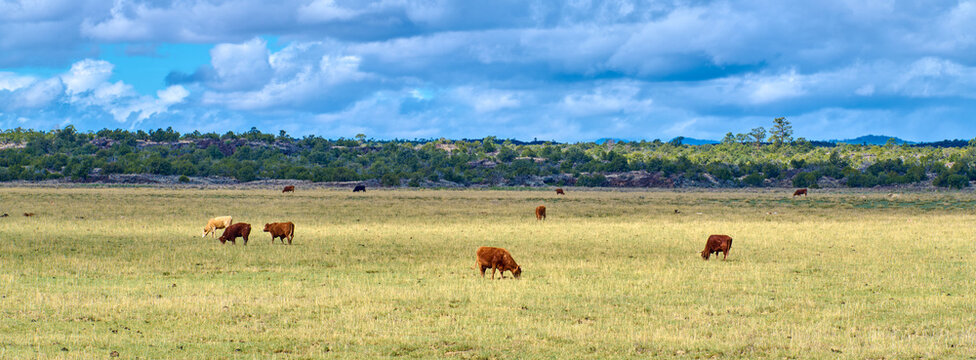 Cows grazing in a field near El Mapais National Monument New Mexico.