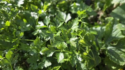 Obraz premium Fresh green parsley herb closeup with dew for culinary background and natural ingredient food photography