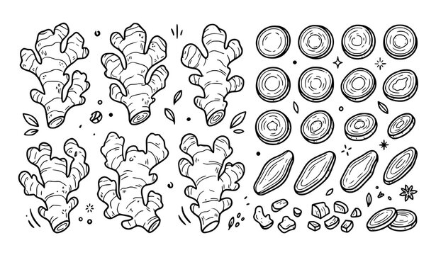 Hand Drawn Ginger Root, Ginger Slice, Herb and Organic Spice Vector Illustration Set