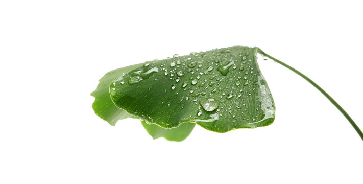 Fresh ginkgo biloba leaf with water droplets isolated on white background, clipping path