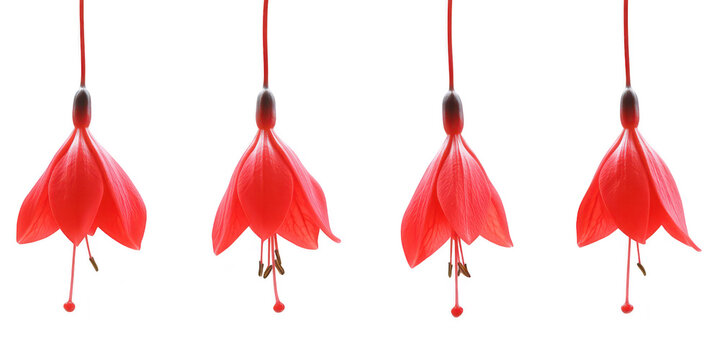 Set of four hanging bright red fuchsia flowers on stems isolated on png transparent background