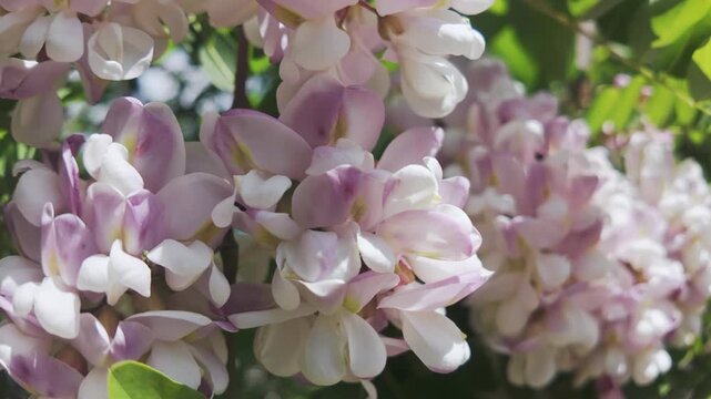Details of white-pink flowers on the inflorescence of the blooming Pink Acacia or Clammy Locust (Robinia viscosa), swaying in the breeze on sunlight