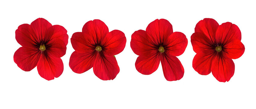 Set of four vibrant red blooming flower heads isolated on png transparent background