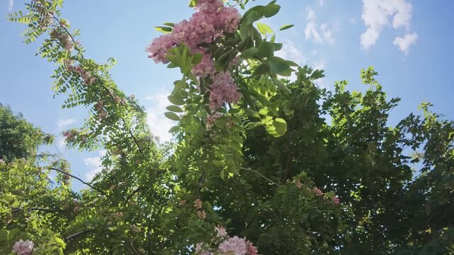 Bottom-up view of blooming Pink Acacia or Clammy locust (Robinia viscosa) with clusters of white-pink flowers swaying in the breeze on blue sky background, in backlit by the sun