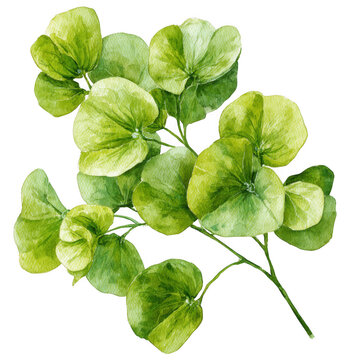 Watercolor green leaves branch isolated on transparent background