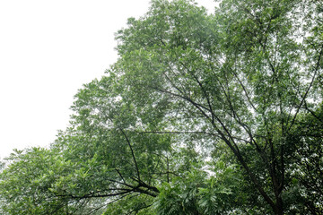 Fototapeta premium Overhead canopy view for climate awareness visuals. Green leaves and sky suit sustainability messaging. Tree crown perspective supports clean air campaigns