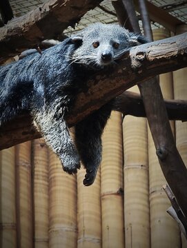 koala in the tree