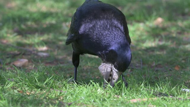 Rook (Corvus Frugilegus) finding grubs in a lawn and storing them in its large gular pouch under the beak. May, Kent, UK [Slow motion x4]