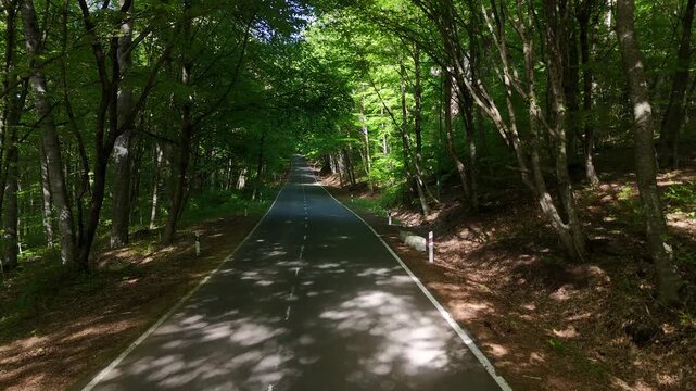 Cinematic drone footage of empty asphalt road through dense green forest, scenic summer woodland landscape in 4K.