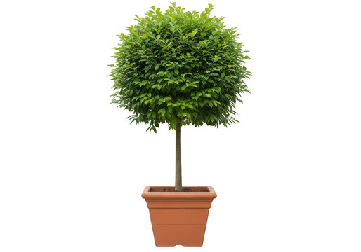 Lush green topiary tree in a terracotta pot isolated on transparent background