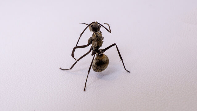 Macro photography of a single black ant isolated on white background, detailed close up shot of tropical black ant worker animal