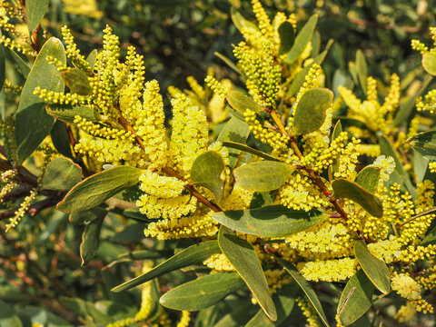 Acacia longifolia or Mimosa, green long leaves and yellow brush like inflorescences, close up. Long-leaved, golden Wattle or wild Acacia trinervis is invasive flowering plant of the family Mimosoideae