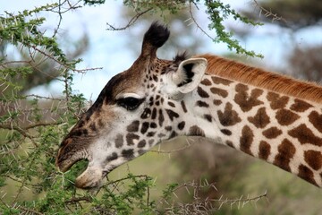 Giraffe at safari in Africa © Alex