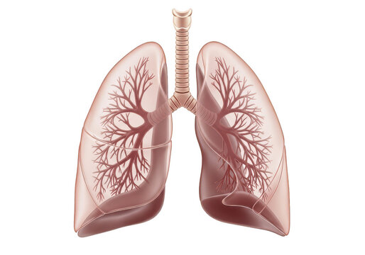 Human lungs anatomical illustration with detailed bronchi and bronchioles isolated on transparent background